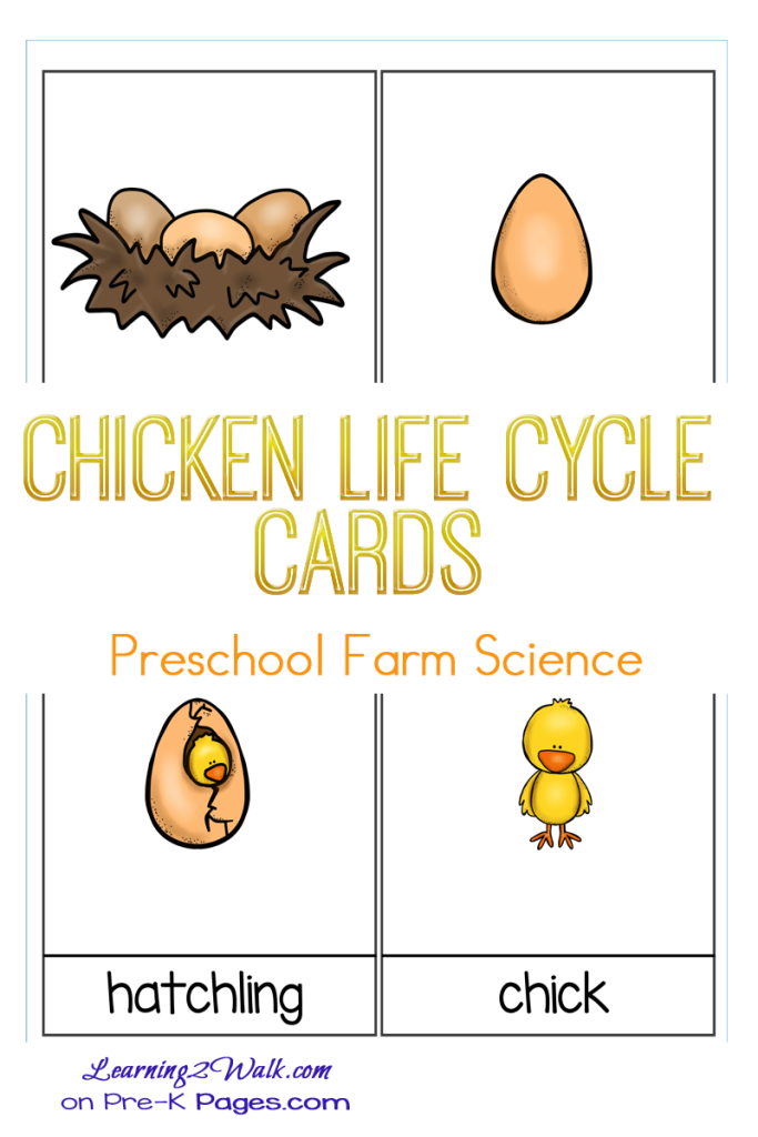 life-cycle-of-a-chicken-for-kids-lesson-plan