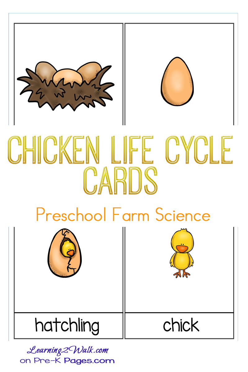 Farm Animals Science: Chicken Life Cycle Cards