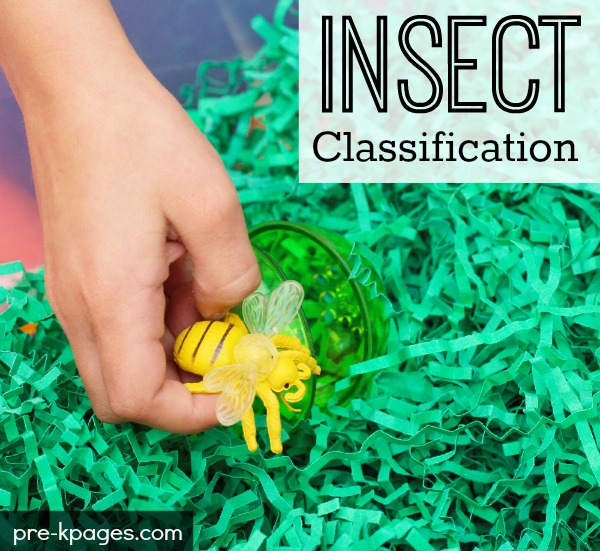 Printable Insect Classification Activity