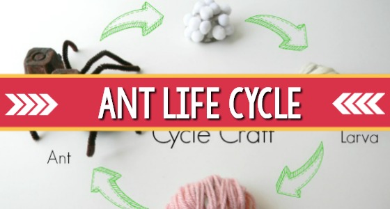 Insect Science: Ant Life Cycle Craft