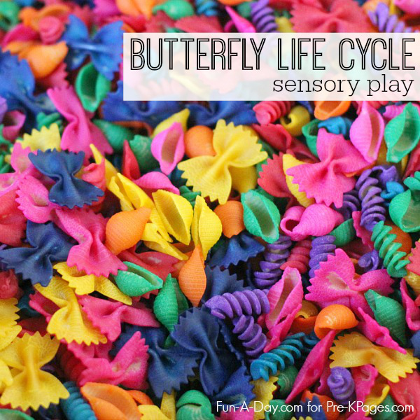 førskole butterfly life cycle sensory play 