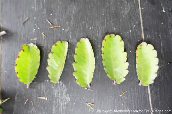 Leaves Nature Math Activity for Preschool