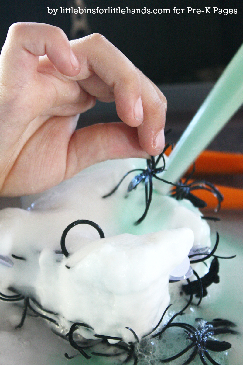 Spider Science Experiment