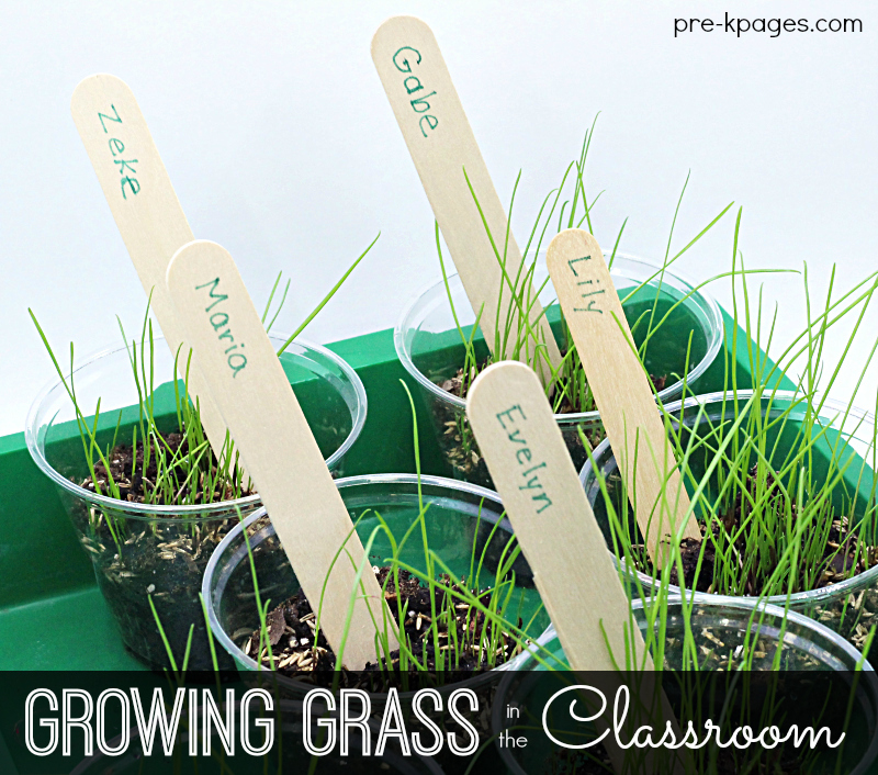 Growing Grass in Preschool