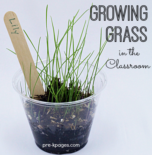 How To Grow Grass Seed in a Cup - Pre-K Pages