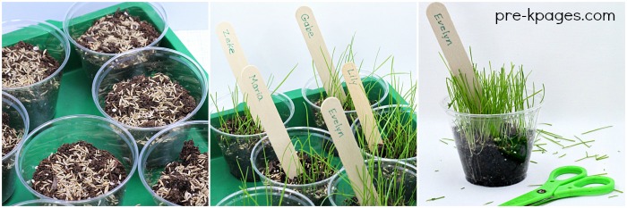 three photo collage of the grass seed science experiment