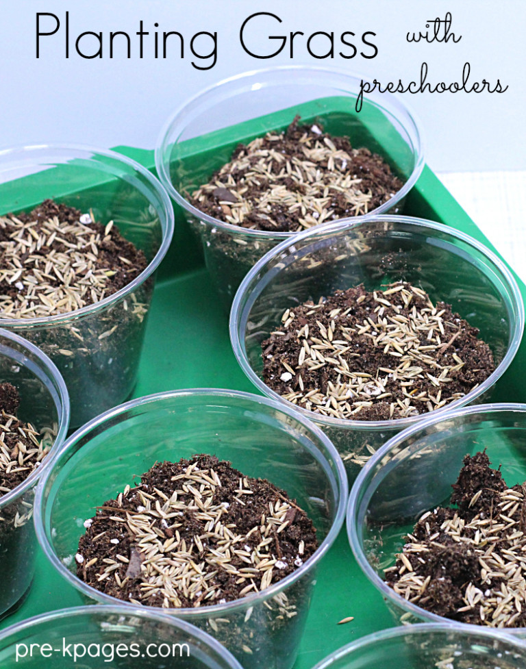 How To Grow Grass Seed in a Cup - Pre-K Pages