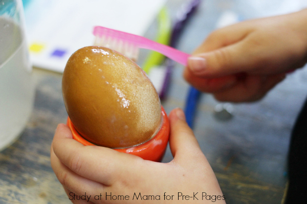 hard boiled egg experiment for teeth