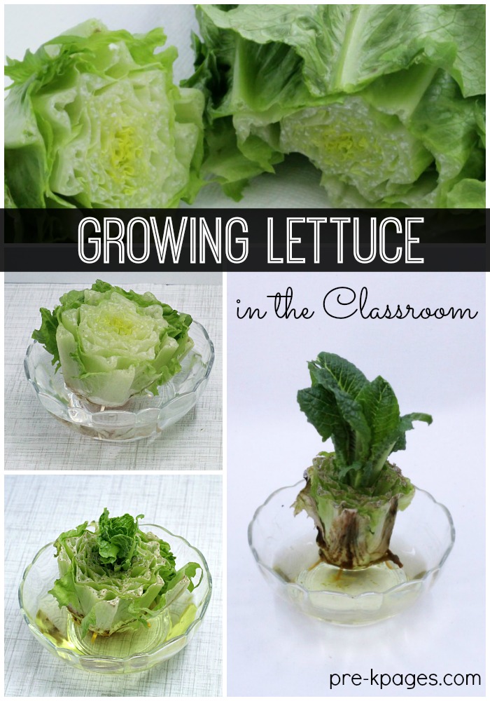 Science for Kids: Growing Lettuce Indoors - Pre-K Pages