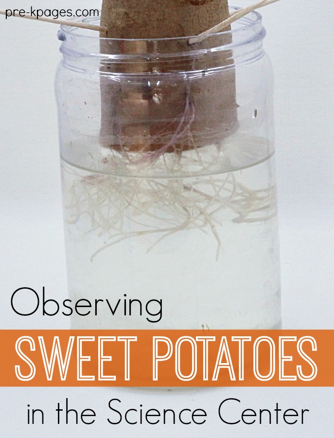 grow sweet potato in water describe your experiment and observation