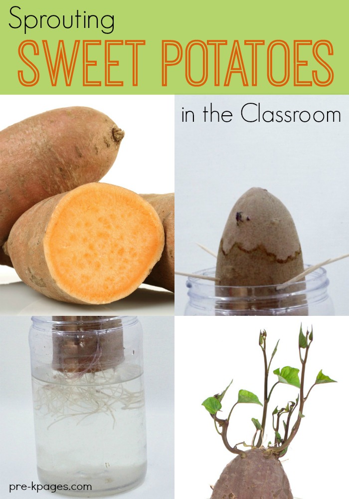 Sprouting Sweet Potato Preschool Science Experiment,Pizza Toppings Images