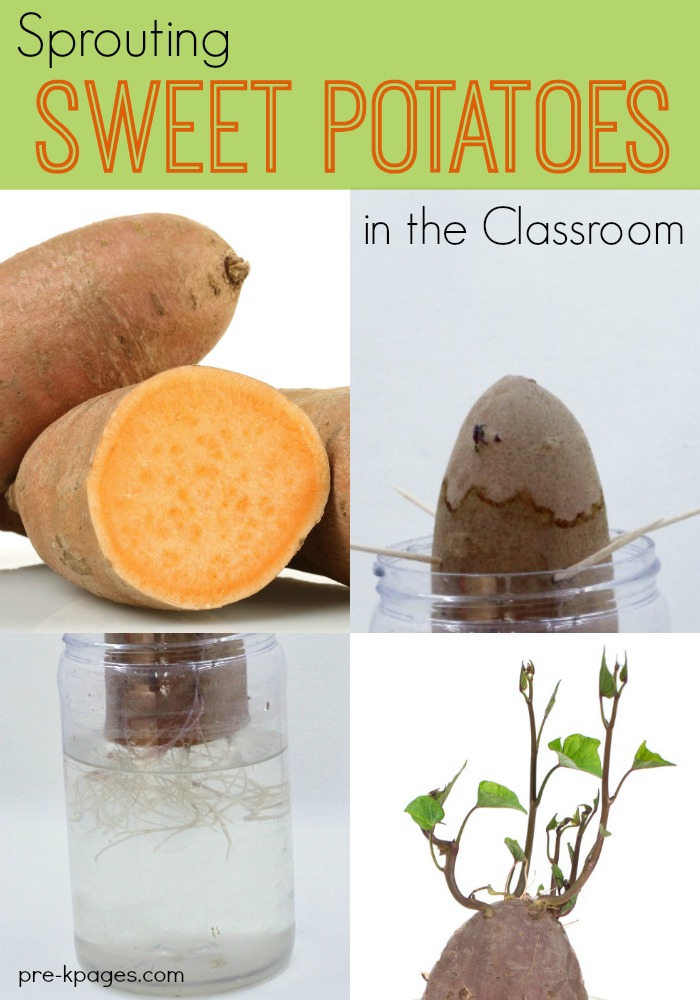 Sprouting Sweet Potato Preschool Science Experiment