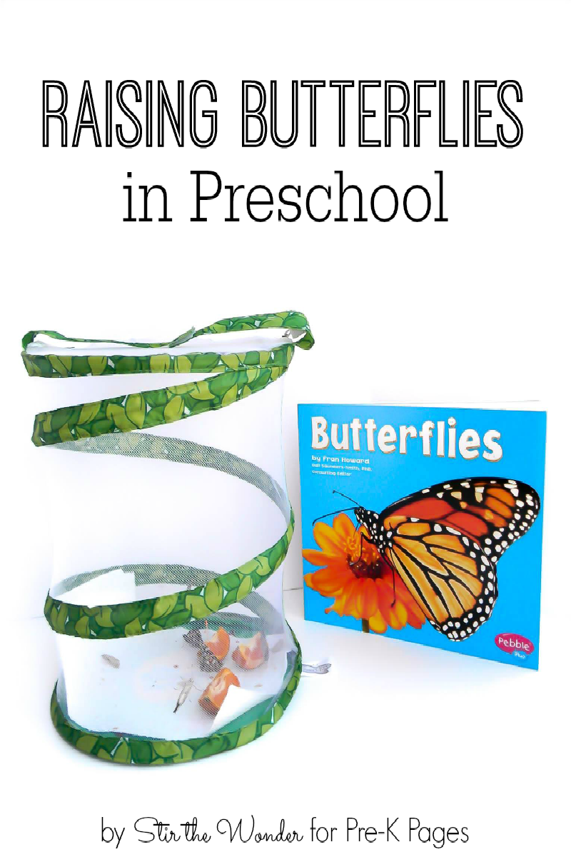 Raising Butterflies in Preschool