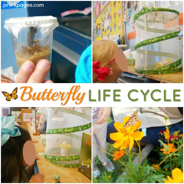 Butterfly Life Cycle Science in Preschool