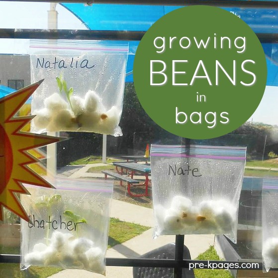 Growing Beans in Baggies - Pre-K Pages