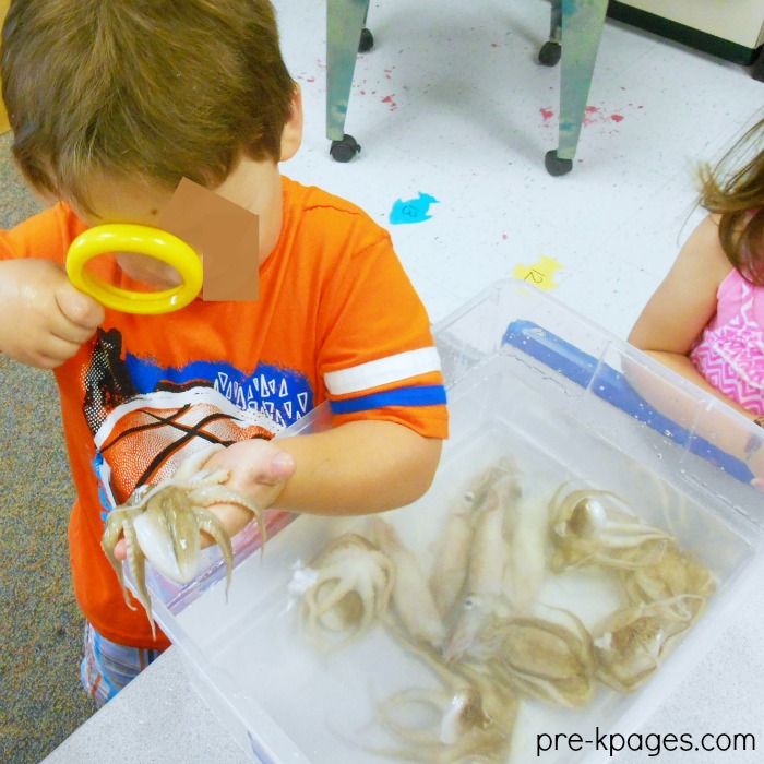 Ocean Octopus Lesson Plans For Preschool - Pre-K Pages