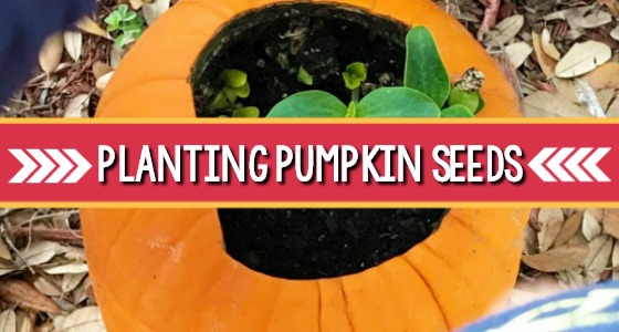 Planting Pumpkin Seeds in a Pumpkin