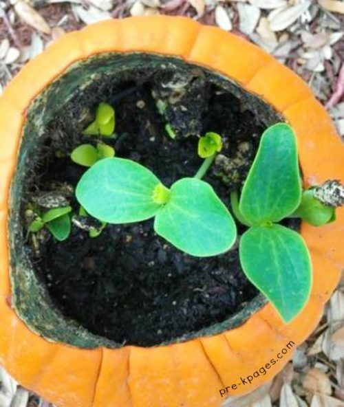 Planting Pumpkin Seeds In A Pumpkin Preschool Activity