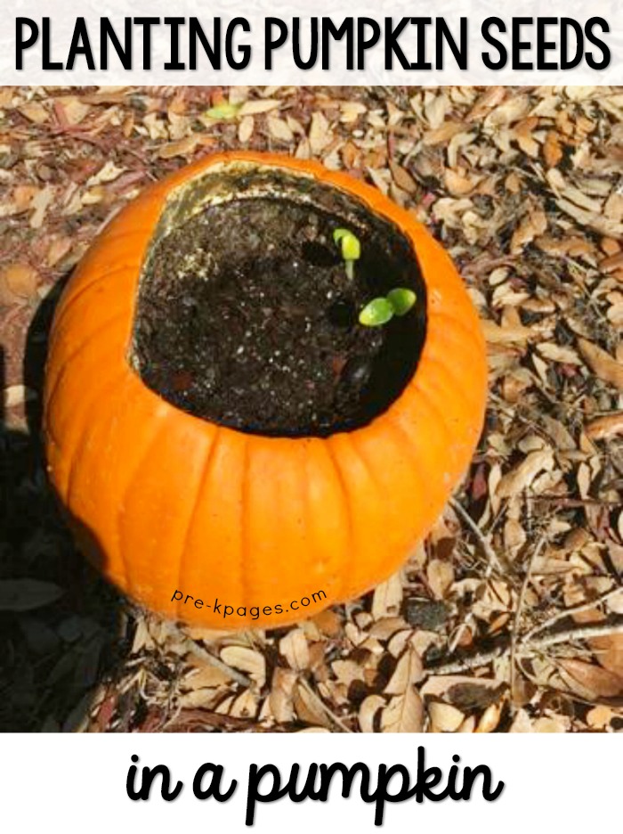 growing pumpkin seeds indoors
