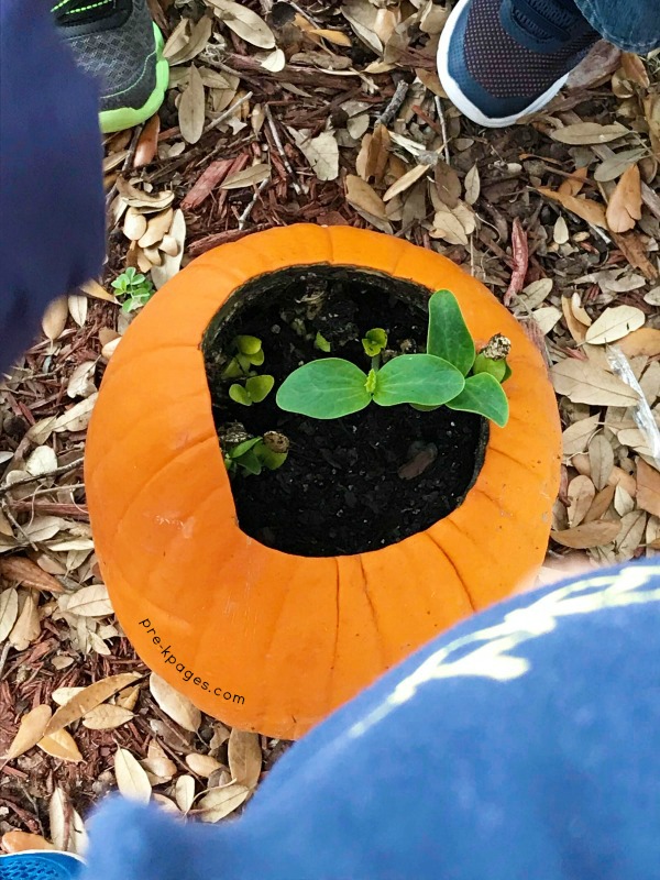Planting Pumpkin Seeds In A Pumpkin Preschool Activity