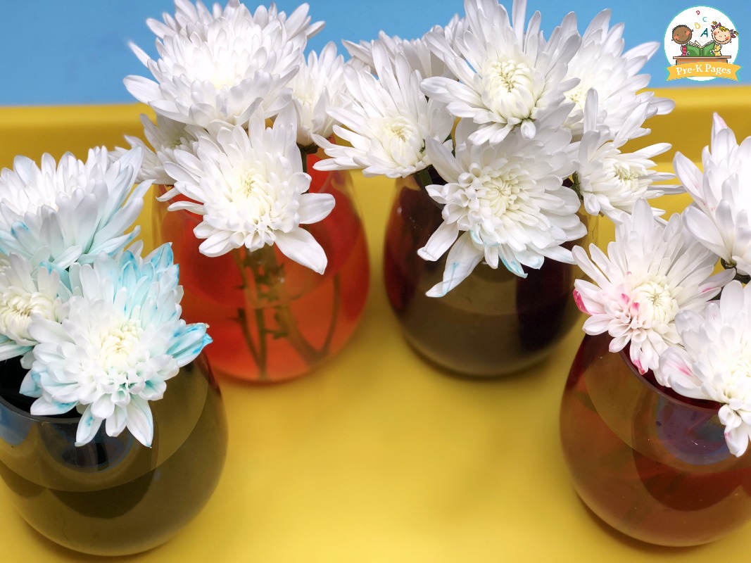 Color Changing Flowers Science Experiment 3