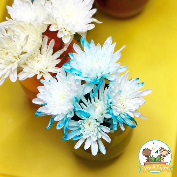 Color Changing Flowers Science Experiment Blue