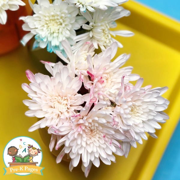 Color Changing Flowers Science Experiment Pre K Pages