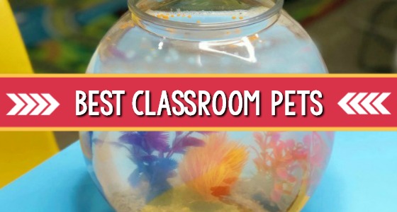 Best Classroom Pets for Preschool