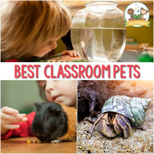 Best Classroom Pets for Preschool - Pre-K Pages