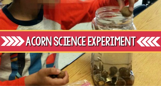 Acorn Sink or Float Experiment in Preschool