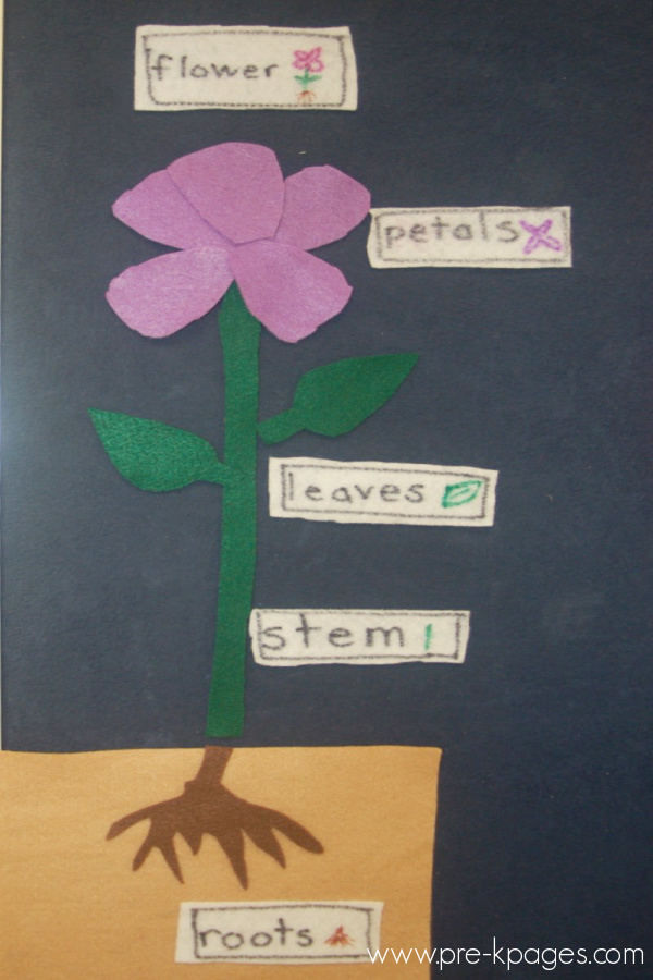 Parts of a Flower: Science Activity for Preschoolers - Pre-K Pages