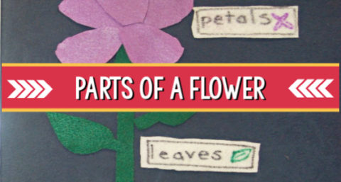 flower parts pre-k
