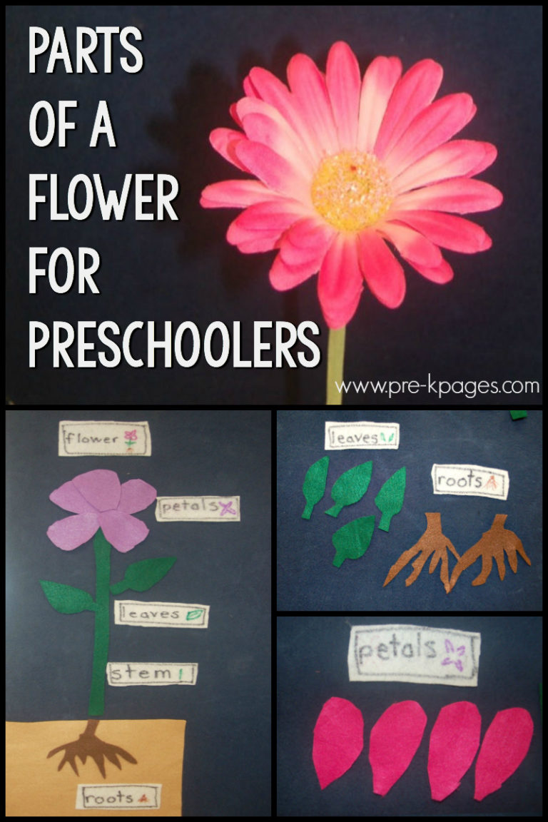 Parts Of A Flower For Kindergarten