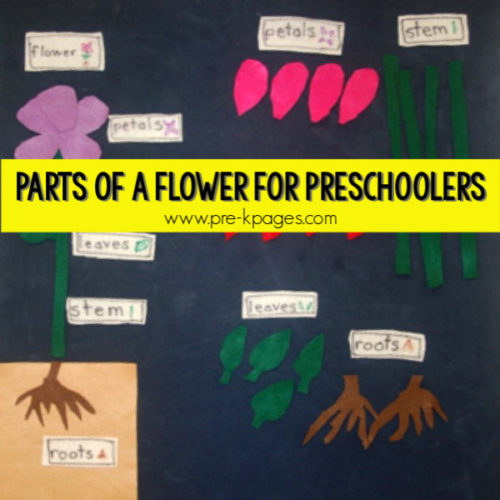 Parts Of A Flower Activity For Kindergarten