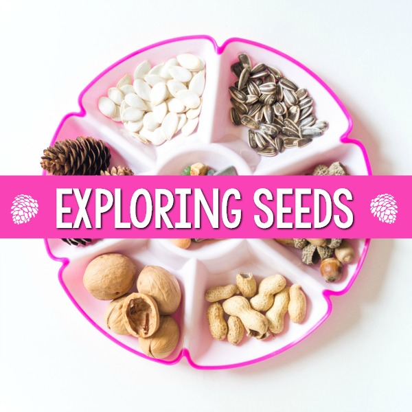 Exploring Seeds Observation Tray