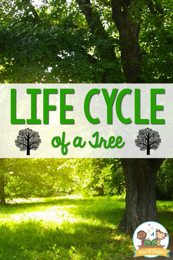 Life Cycle of a Tree