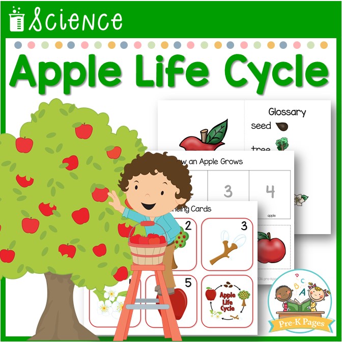 Life Cycle of an Apple Science Lesson