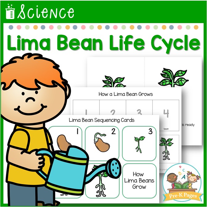 Printable Life Cycle Of A Bean Plant Worksheet