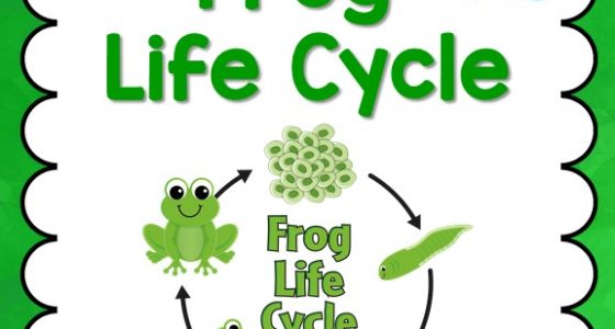 Lima Bean Life Cycle Chart