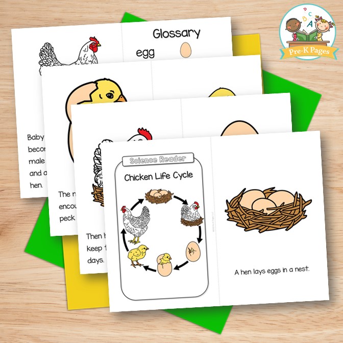 Chicken Life Cycle Cards Printable