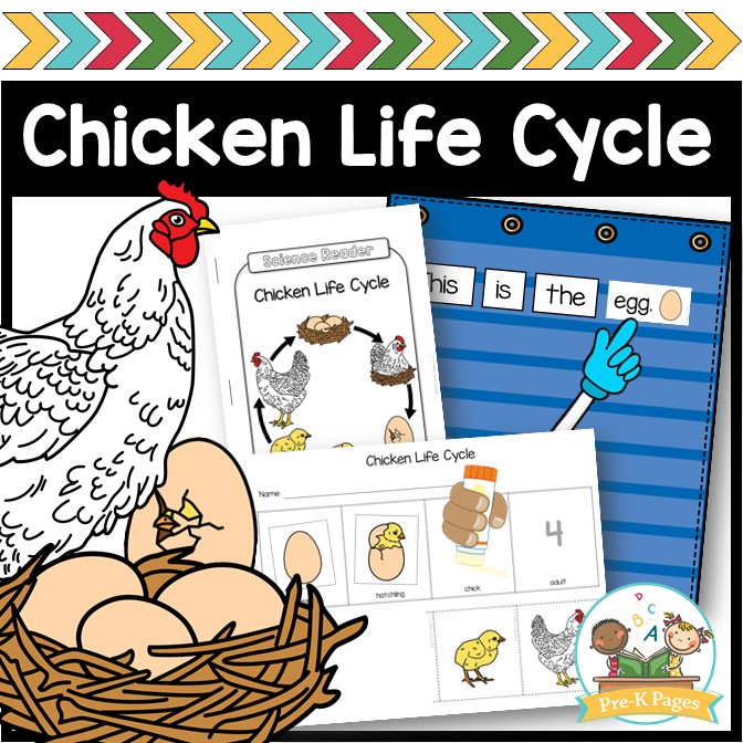 Chicken Life Cycle Printable Book